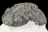 Lot: Assorted Devonian Trilobites - Pieces #76970-1